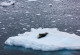 Antarctic seals like this sea leopard are protected by a convention.