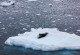Eine Robbe, genauer ein Seeleopard liegt auf dem Rücken auf einer Eisscholle.