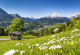 Alpenwiese vor Gebirgskette