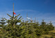 In Reihe gepflanzte Nadelbäume in einer Weihnachtsbaumkultur