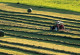 The picture shows a grassland with mown grass. The mown grass is lying in rows. In the right-hand margin a tractor can be seen turning hay. In the upper margin you can see a hay bale.