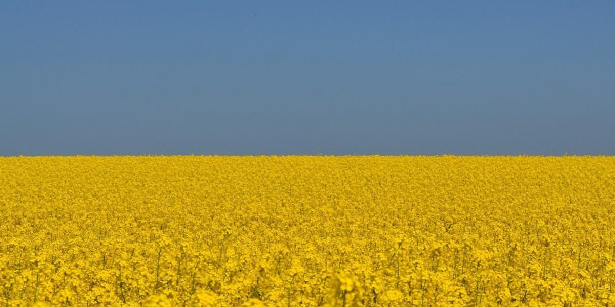 gelb blühendes Rapsfeld unter blauem Himmel