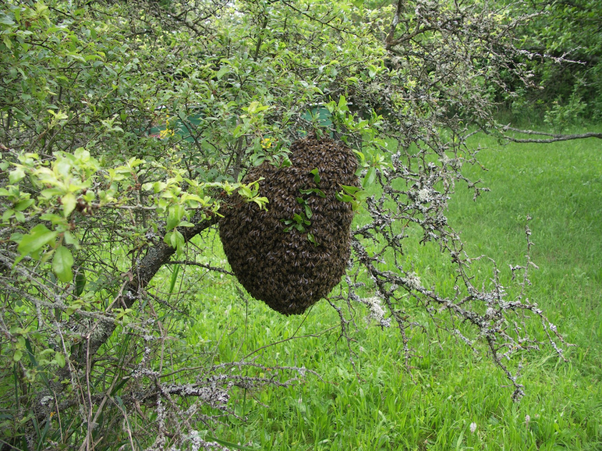 Schwarm der Honigbiene