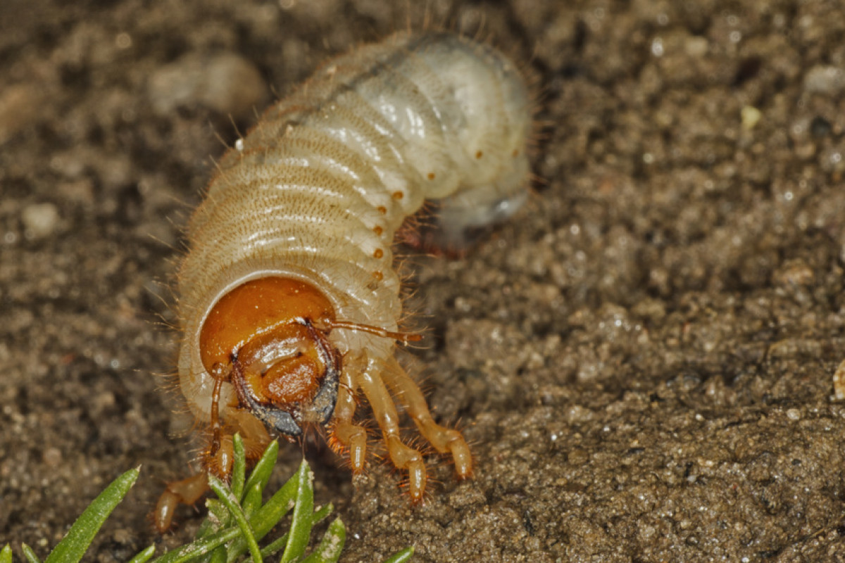 Engerling - Bild