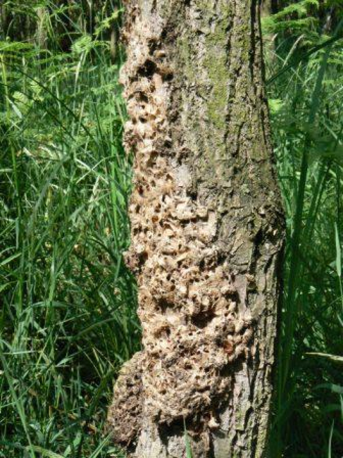 Eichenprozessionsspinner Nest Umweltbundesamt