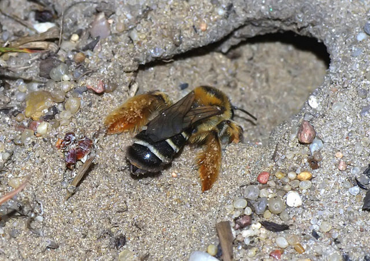 Ein Weibchen der Hosenbiene (Dasypoda Hirtipes) beim Graben einer Bruthöhle