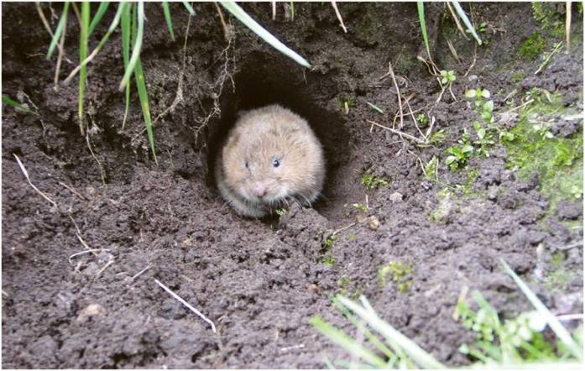 Ostschermaus