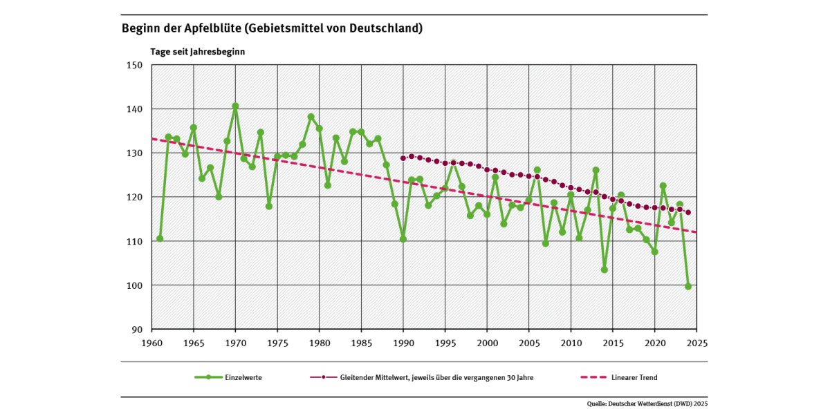 Das Liniendiagramm zeigt den Zeitpunkt des Blühbeginns bei Apfel (Tage ab Jahresbeginn, Gebietsmittel für Deutschland) seit 1961. Der lineare Trend zeigt, dass sich der Zeitpunkt tendenziell in Richtung Jahresbeginn verschiebt.