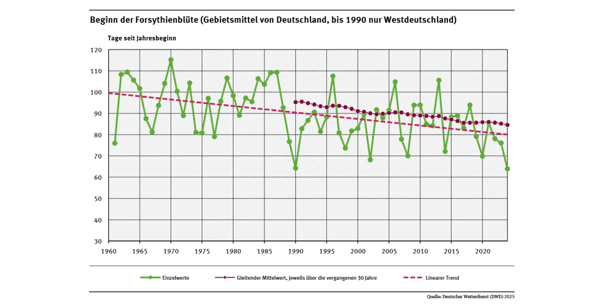 Das Liniendiagramm zeigt den Zeitpunkt des Blühbeginns bei Forsythien (Tage ab Jahresbeginn, Gebietsmittel für Deutschland) seit 1961. Der lineare Trend zeigt, dass sich der Zeitpunkt tendenziell in Richtung Jahresbeginn verschoben hat.