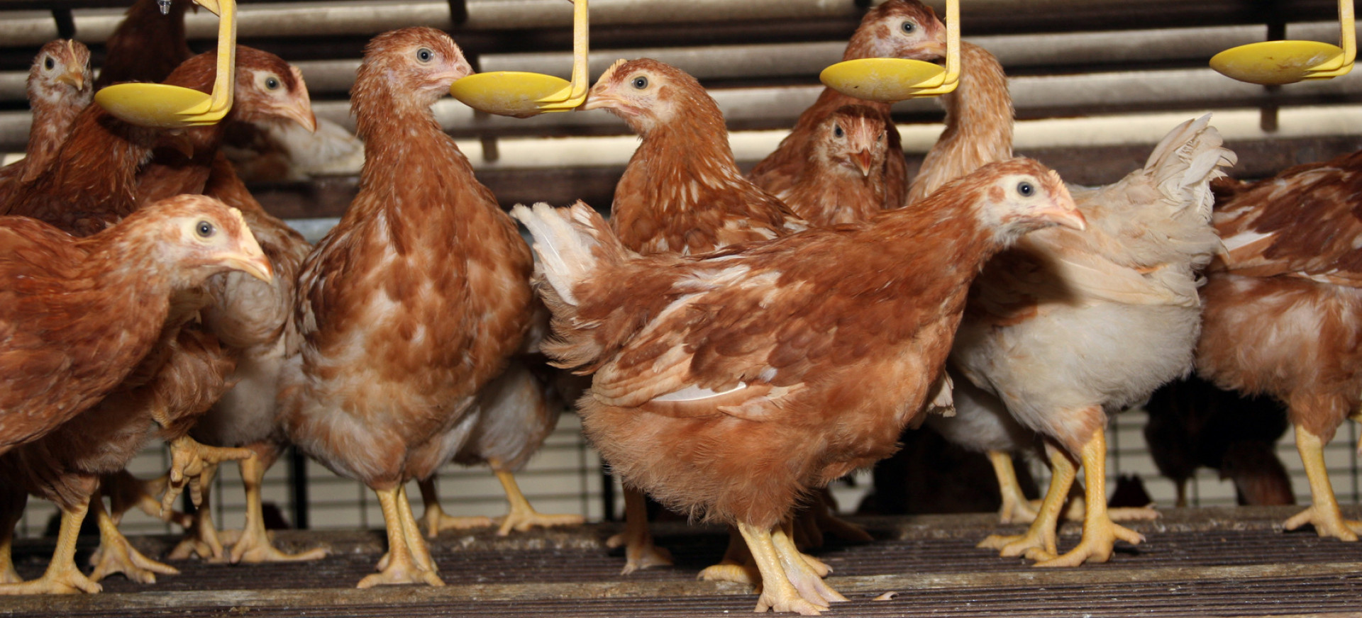 Hühner dicht gedrängt auf einem Metallrost trinken oder essen aus Vorrichtungen