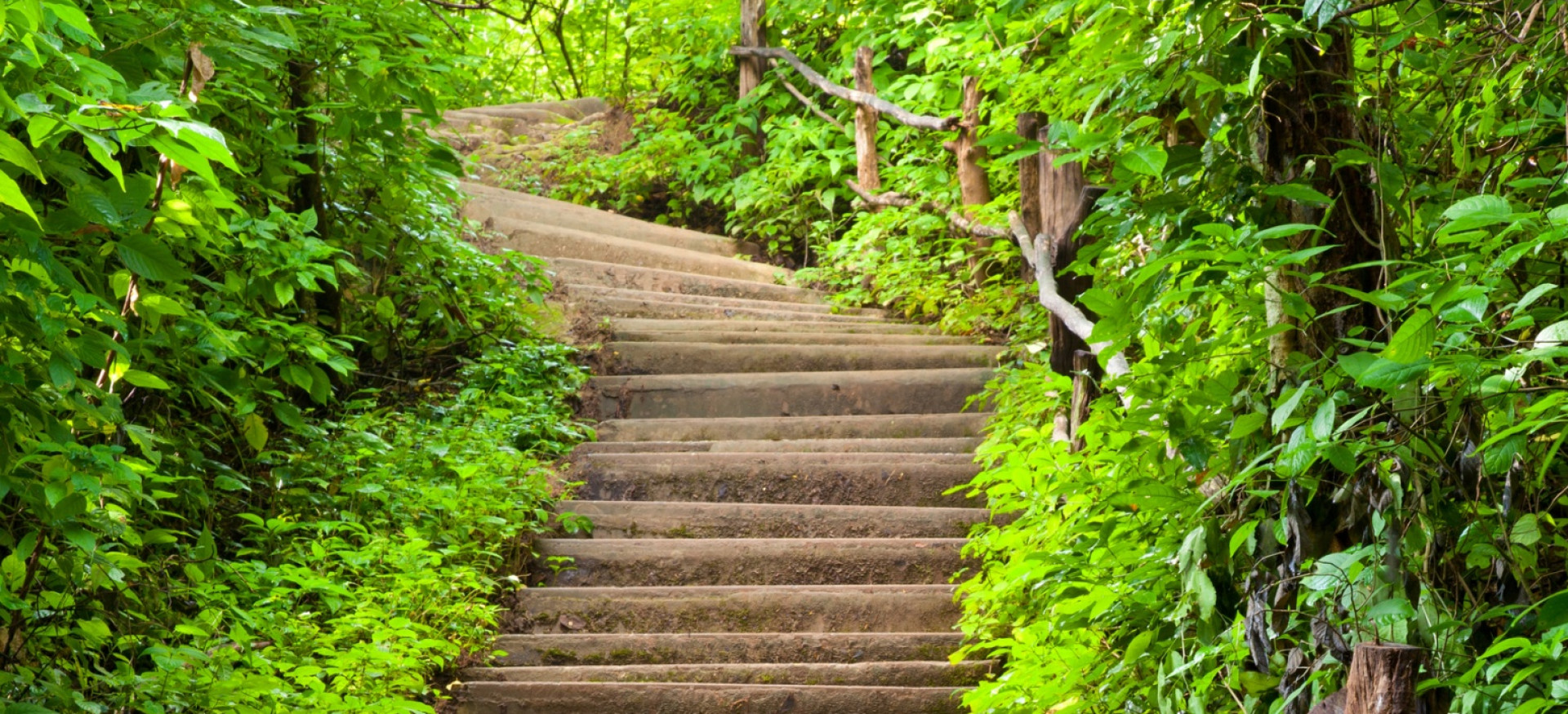 Treppe aufwärts durch einen dichten grünen Laubwald