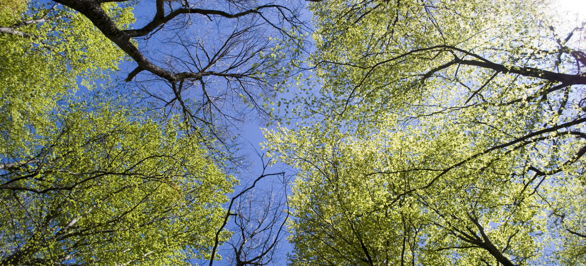 Blick von unten in den blauen Himmel durch Baumkronen 