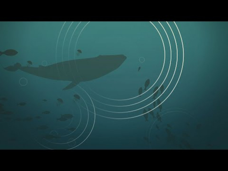 Underwater noise | Umweltbundesamt