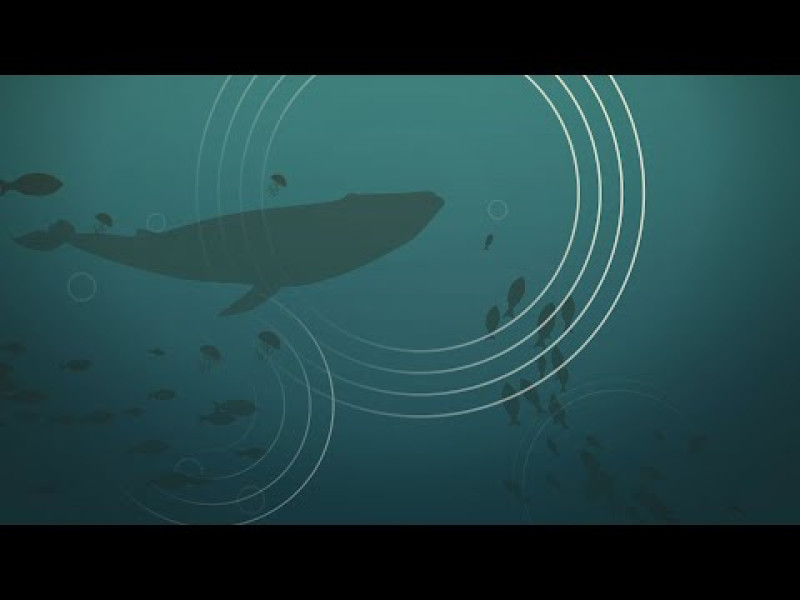 Underwater noise | Umweltbundesamt Underwater noise | Umweltbundesamt