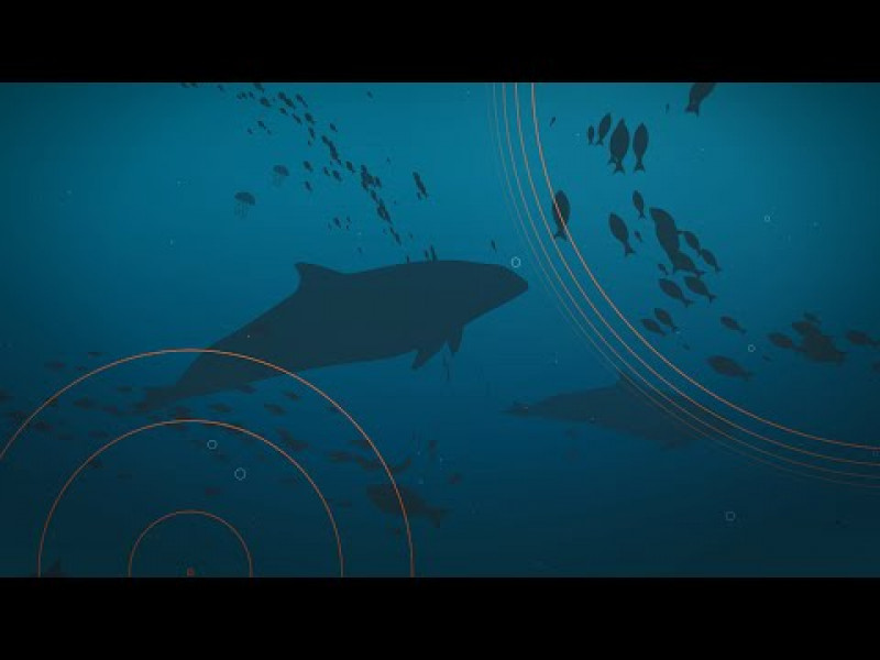 Erklärfilm: Unterwasserlärm