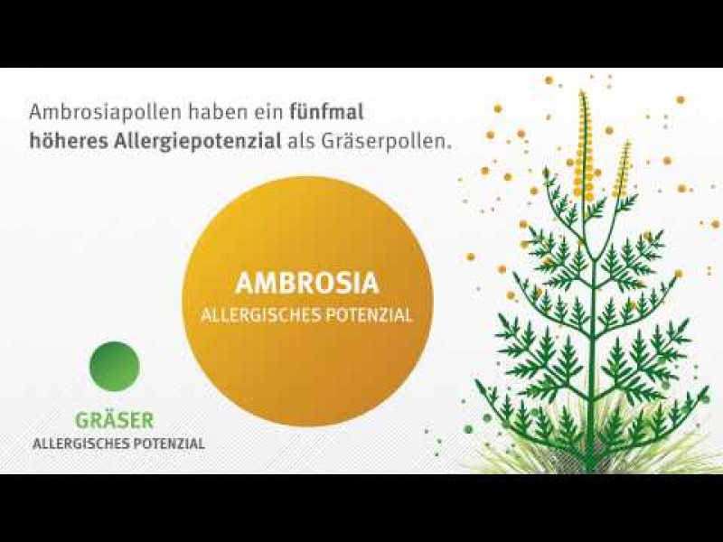 Ambrosia: Eine hochallergene Pflanze breitet sich aus