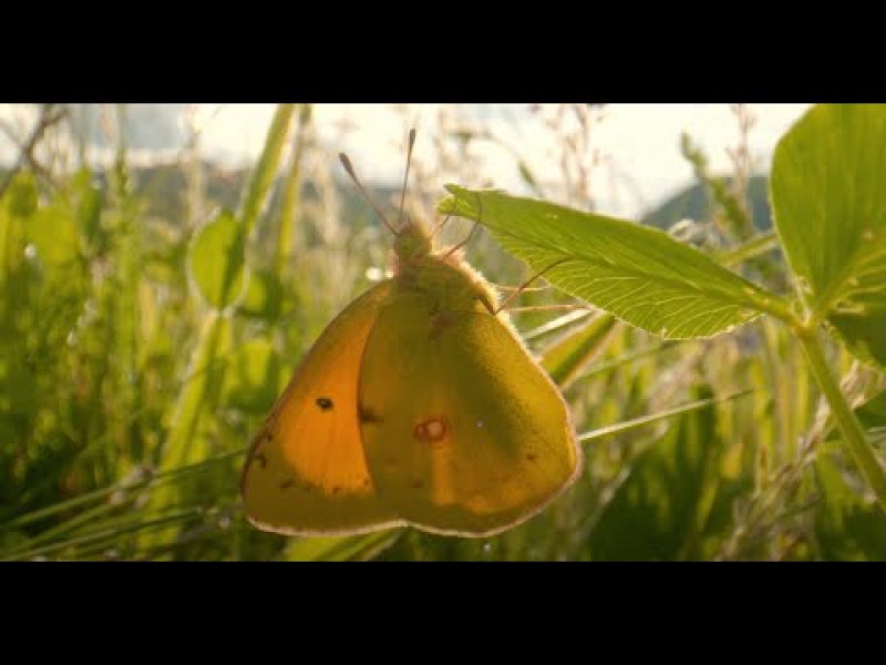 The Danube Clouded Yellow. Saving an endangered butterfly. 2022