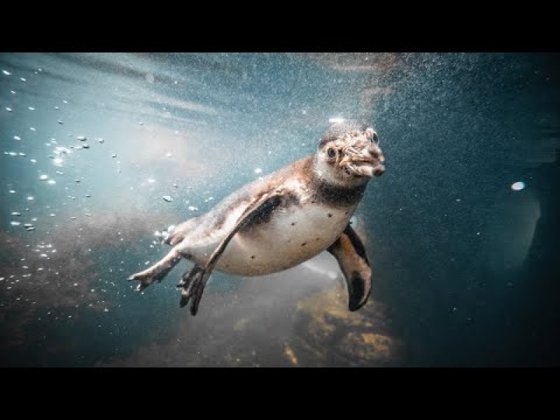 Wie Pinguine hören: Ein interdisziplinäres Forschungsprojekt