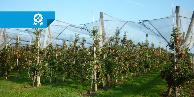 In mehreren Reihen stehen Apfelbäume auf einer Plantage.