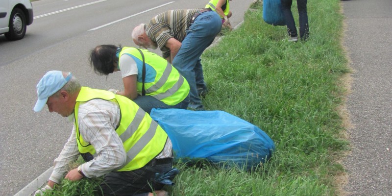 Personen knien am grünen Straßenrand und entfernen händisch die Pflanze Hohe Ambrosie