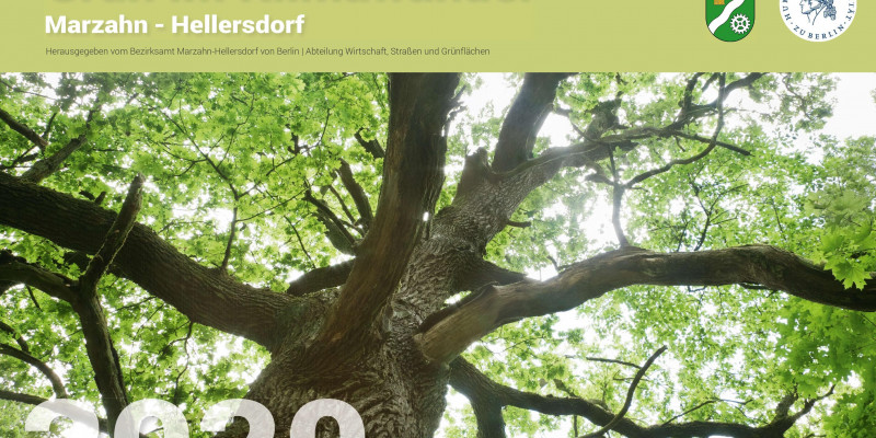 Das Deckblatt eines Kalenders für das Jahr 2020. Sicht von unten am Stamm eines grün belaubten Baumes entlang nach oben. Durch die Blätter scheint die Sonne.