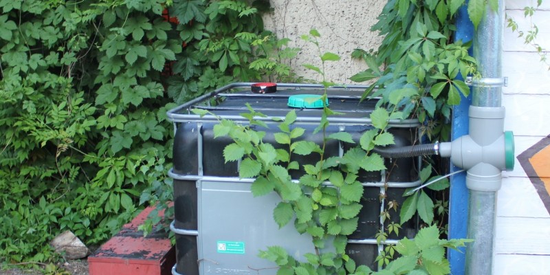 Ein viereckiger schwarzer Wasserbehälter steht vor einer Häuserwand, umrankt von Grünplfanzen neben einem Fallrohr. Der Tank ist über ein Schlauch mit dem Fallrohr verbunden.