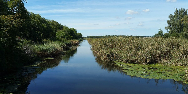 Fotografie eines Flusses, der rechts und links stark bewachsen ist. Einige Seerosenblätter schwimmen auf dem Wasser.