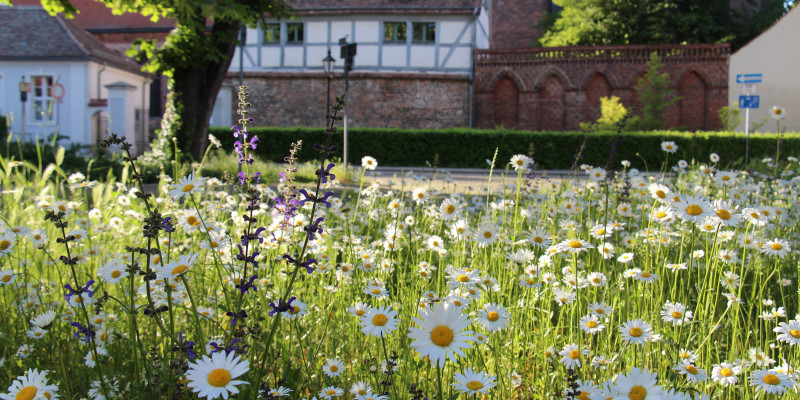 Eine farbenfrohe Wildblumenwiese mit überwiegend weiß, gelben Blüten führt an einer Strasse entlang. Im Hintergrund steht ein Gebäudekomplex aus roten Ziegeln und grau, weißem Fachwerk hinter einer niedrigen Hecke.