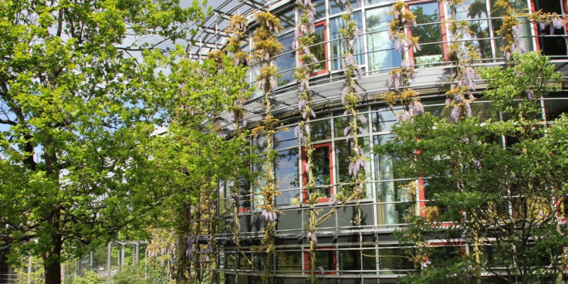 Fassade eines runden Gebäudes. An einem Gitter entlang der Fassade ranken grüne Pflanzen und bilden so Fassadenbegrünung vor den Fenstern.