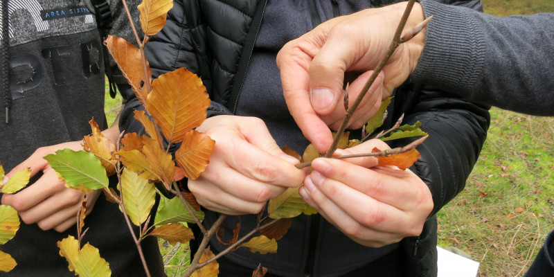 Personen halten kleine bunt belaubte Baumzweige in den Händen und untersuchen diese.