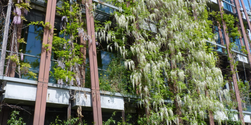 Foto einer mit Kletterpflanzen begrünten Fassade.