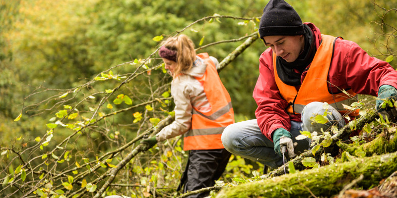 Zwei Personen mit Wanwesten sind zu sehen. Sie befinden sich im Wald, wo sie grün belaubte Äste sägen und abtransportieren.