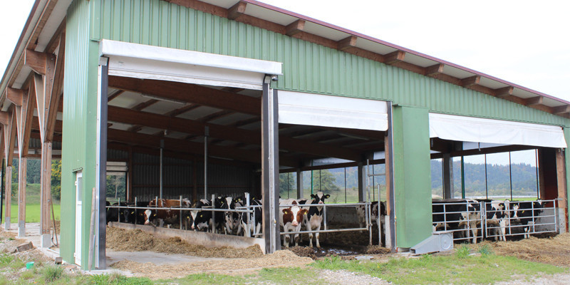 Ein großes Haus als Trockenunterstellplatz für Kühe.