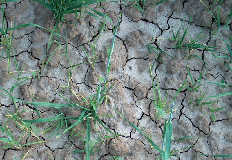 Fotografie eines Ackerbodes von oben. Im durch Trockenheit zerfurchten Boden wachsen einzelne, kleine, grüne Pflanzen.