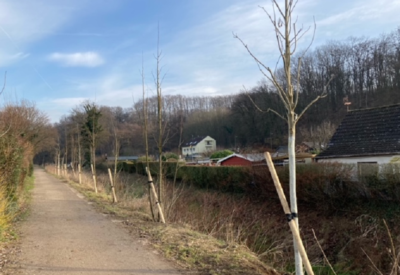 Frisch gepflanzte Bäume an einem Düsseldorfer Gewässer entlang eines gerade verlaufenden Weges. Auf der anderen Seite des Gewässer stehen Häuserensembles.