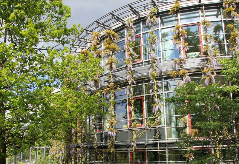 Fassade eines runden Gebäudes. An einem Gitter entlang der Fassade ranken grüne Pflanzen und bilden so Fassadenbegrünung vor den Fenstern.