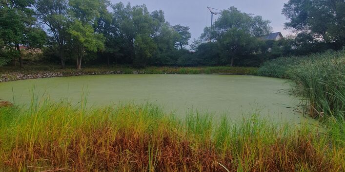 ein mit Entengrütze zugewachsener kleiner See