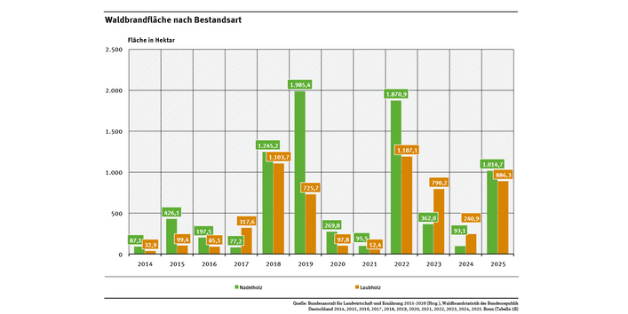 Das Diagramm zeigt die von Waldbränden betroffenen Flächen in Nadel- und Laubholzbeständen in den Jahren 2014 bis 2025. Die Waldbrandfläche mit Nadelholzbeständen lag im Jahr 2025 über der betroffenen Fläche mit Laubholzbeständen.