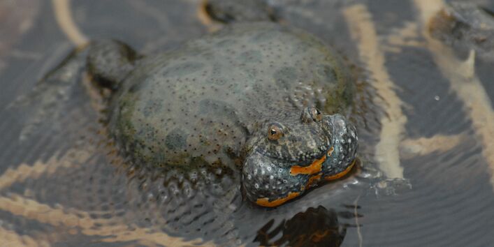 Das Bild einer Rotbauchunke welche sich aufbläst