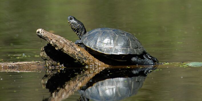 Foto einer Europäischen Sumpfschildkröete die auf einem Ast im Wasser steht