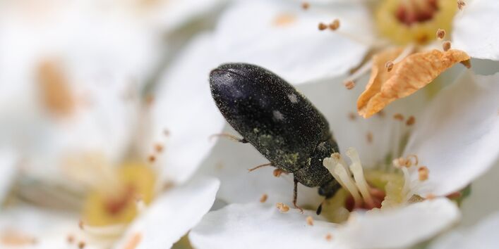 Der Gefleckte Pelzkäfer ist ein Blütenbesucher.