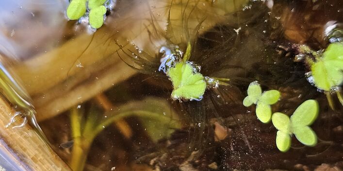 Foto der Pflanze Schwimmlebermoos auf der Wasseroberfläche