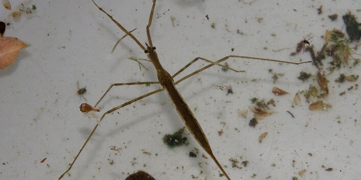 Die Stabwanze tarnt sich im Wasser als „Pflanzenteil“