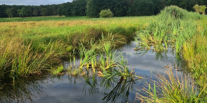 Foto eines zugewachsenen Teichs