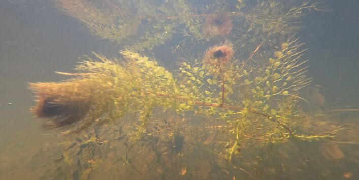 Ein Unterwasserbild vom Wasserschlauch