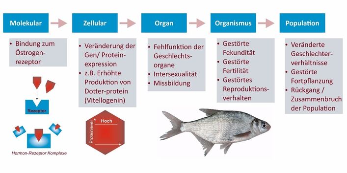 Diagramm zur Wirkungsweise Endokriner Disruptoren von molekularer Ebene bis hin zur Population