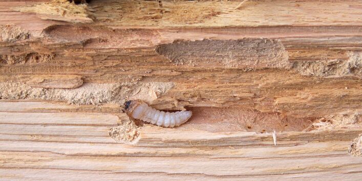 Hausbockkäfer-Larve