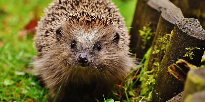 Igel im Garten