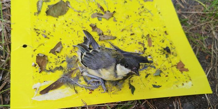 Kohlmeise an Leimfalle kleben geblieben 