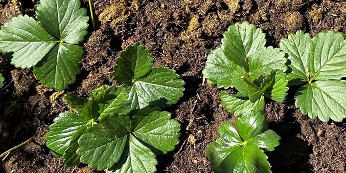 Organischer Dünger an Erdbeerpflanzen